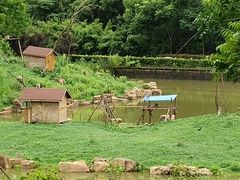 -合肥野生动物园