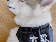 -Husky Go! 哈士奇体验馆·宠物咖啡厅狗咖