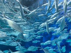 -上海海洋水族馆