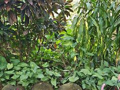 -海南热带野生动植物园