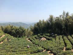 -长沙黑麋峰国家森林公园