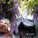 在狮子林遇上梦幻紫