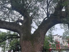 -新安江山水画廊风景区