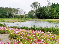 -溱湖国家湿地公园