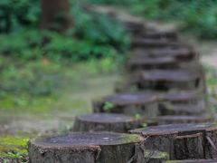 -黄海国家森林公园