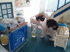 大堂-Sirena海妖日咖夜酒