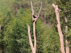 -卧龙中华大熊猫苑神树坪基地