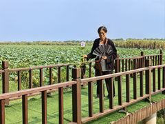 -洪湖生态旅游区