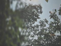-御林古桑园