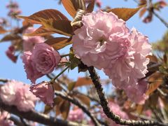 -高东镇樱花园