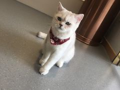 -飞行喵MR PILOT|猫舍·猫咖(静安大融城店)