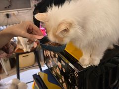 -平行世界·猫咖(首经贸店)