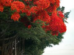 -厦门轮渡码头