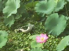 -莲湖公园