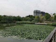 -南翔镇银翔湖公园