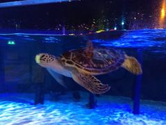 -暹罗海洋世界