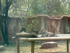 -北京野生动物园