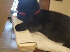 -滚猫咖啡·猫咖·猫友好撸猫(未来城店)