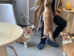 -汪说·狗咖(旺城大厦店)