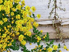 -小五台金河景区