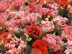 -双季花艺园艺市场(浦东店)