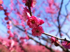 -花开海上生态园