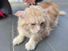 -猫小院猫主题餐厅(南锣旗舰店)