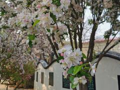 -桃花堤公园