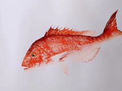 牛肚-郑庄脂渣海鲜楼(九水路店)