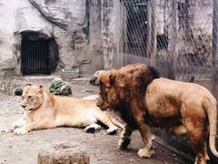 -成都动物园