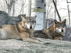 -北京野生动物园