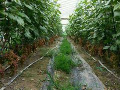 android_upload_pic-龚家花园农家乐休闲别墅