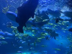 -太平洋海底世界