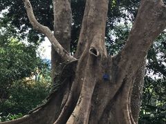 -中国科学院西双版纳热带植物园