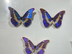 -上海昆虫博物馆