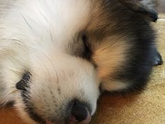 -李小姐の猫咖啡馆(五角场店)