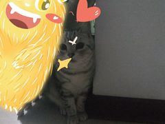 -菲丽丝宠物医院·24小时·猫科中心·免疫点(淮海分院)