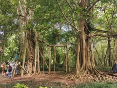 -中国科学院西双版纳热带植物园