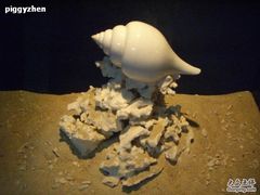 -亚龙湾中心广场·贝壳馆