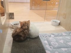 -屋虎猫馆(宝安大仟里店)