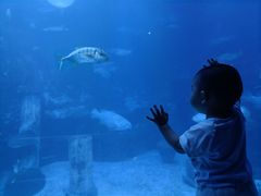 -太平洋海底世界