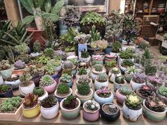 -双季花艺园艺市场(浦东店)