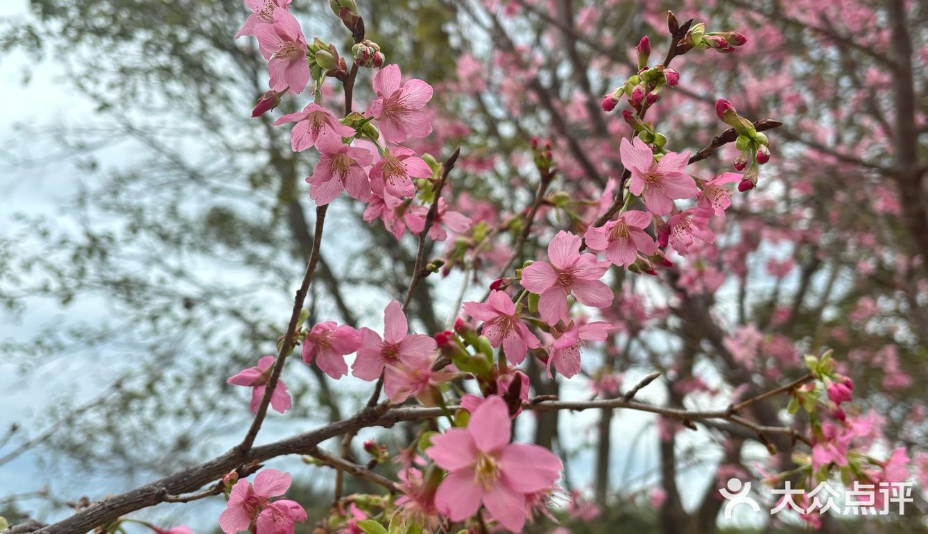 韶关周末去哪玩｜赏樱花🌸采菌子🍄
