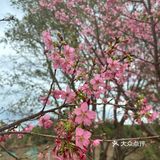 韶关周末去哪玩｜赏樱花🌸采菌子🍄