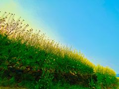 -桑洲油菜花景区