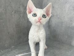 -小猫来了·猫舍(红山六九七九店)