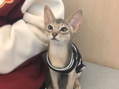 -瑞派·关忠动物医院·猫专科·犬专科(三环新城店)