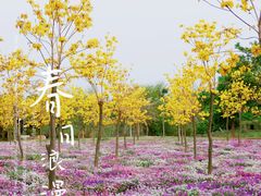 -天适樱花悠乐园