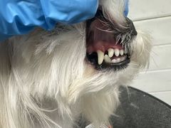 -达爱动物医院·犬猫分区·CT·复杂眼科(远洋山水分院)