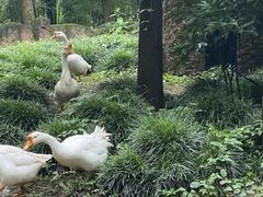 -昆山城市生态森林公园